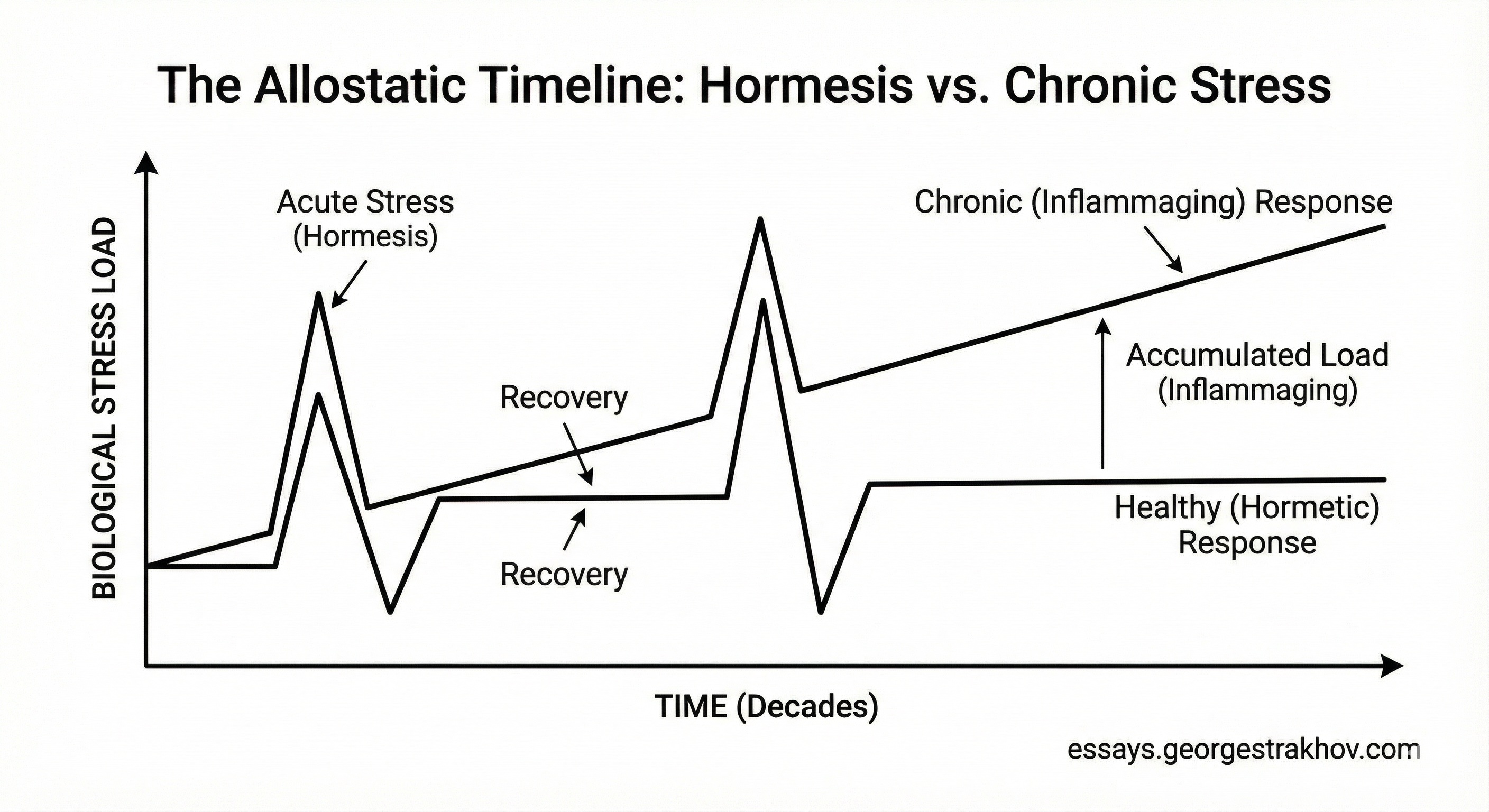 Hormesis vs Chronic Stress